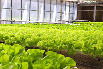 Fresh green lettuce or lactuca sativa in organic vegetables farm natural indoor background