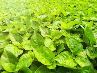 Close up of salad vegetable plantation in a green house in an organic farm. Healthy diet lifestyle.