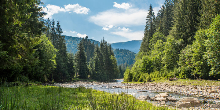 mountain river flows near the coniferous trees on a background of mountains. Panoramic landscape.