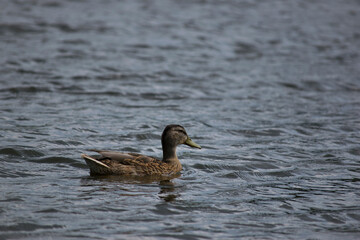 Anas platyrhynchos. duck in a pond. beautiful duck swims in the water of a forest lake. natural background, close-up. wild bird in nature. female duck, spring body of water in the park