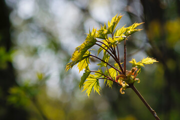 Young green leaves on a tree branch under the rays of the spring sun. branch with young green leaves. tree leaves in the sun. spring morning. nature, close-up. background, place for text