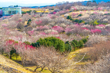 裾野　梅の里　梅林