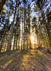 Sun Rays spot though Bavarian Forest trees which provide a warm feeling during Winter