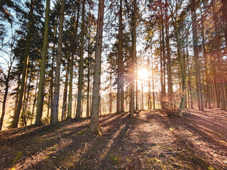 Sun Rays spot though Bavarian Forest trees which provide a warm feeling during Winter
