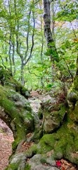 moss covered rocks