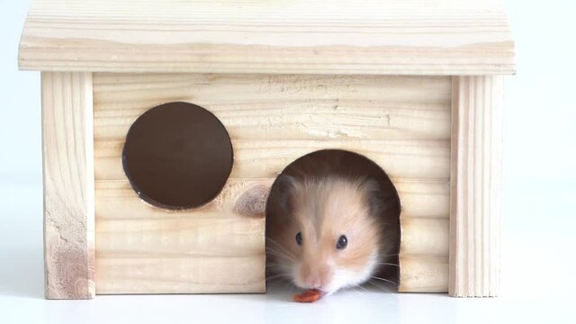 A hamster sticks its nose out of the window of its house
