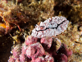 , Philippines.  Underwater photography and travel.