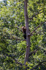 Brown Bear in Romania