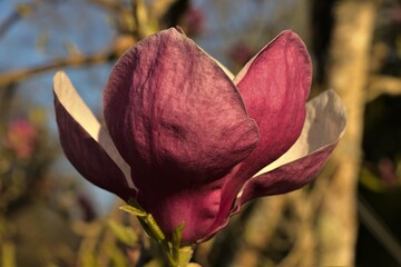 Fototapeta premium pink magnolia in the garden