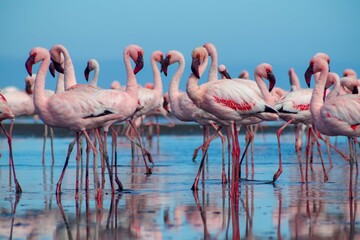 Close up of beautiful African flamingos that are standing in still water with reflection.