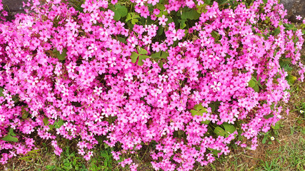 Close up of pink Oxalis articulata flowers.