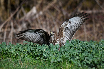 Mäusebussard in einem Gemüsefeld (Buteo buteo) - Common Buzzard 
