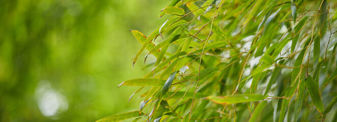 ワイド幅撮影した春の竹林の全景の風景