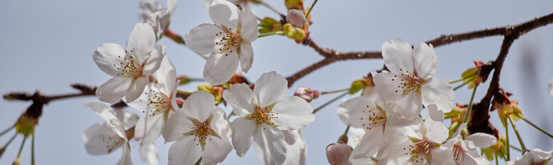 春の満開の桜の花と蕾の風景
