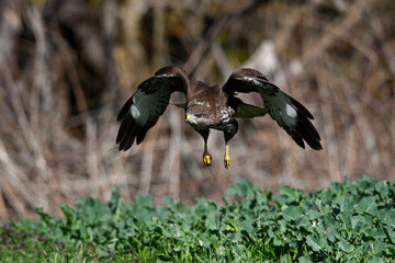 flying Common Buzzard (Buteo buteo) // fliegender Mäusebussard (Buteo buteo)