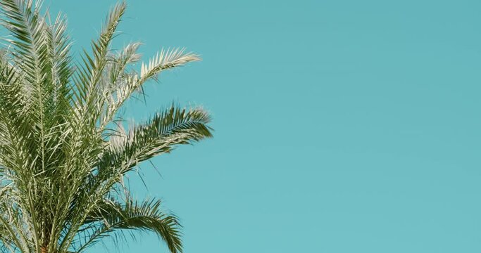 Isolated palm leaves in blue sky, space for text. Summer green palm branches in sun, sway by warm breeze. Exotic travel, tropical journey, paradise vacation, beach resort, hot tour, products placement