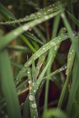 dew on grass