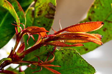 Shot of Photinia serratifolia with red and green leaves on tree.Close-up. Blurry background.