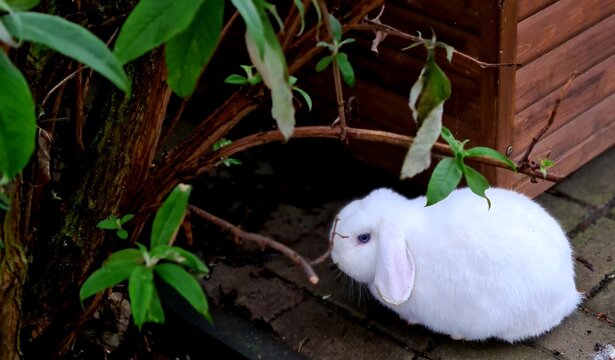 Rabbit NHD white