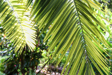 Palm leaves close up on Tenerife island