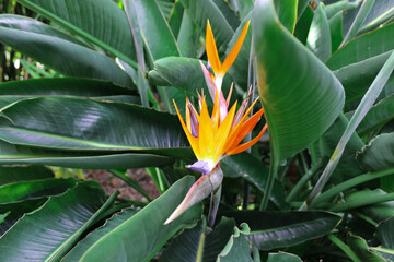 Strelitzia reginae is a monocotyledonous flowering plant native to South Africa found in a national park in Tenerife