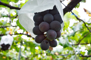 山梨で秋の味覚ぶどう狩り