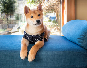 Shiba Inu dog puppy laying on blue sofa indoor at home.