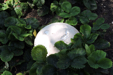 A white giant puffball and strawberry leaves in close-up