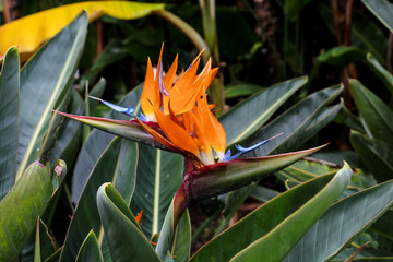 Strelitzia reginae is a monocotyledonous flowering plant native to South Africa found in a national park in Tenerife
