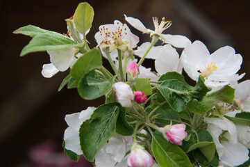 Blüte des Apfelbaums im Frühling.