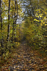 Walking path with fallen leaves in autumn forest
