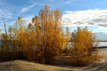 Autumn landscape. Trees with golden foliage grow on sandy river bank.