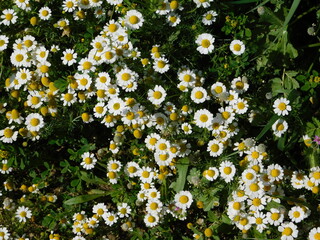 White chamomile, or Marticaria chamomilla flowers, in the spring