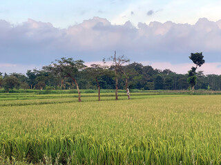 Paddy field in Java, Indonesia.