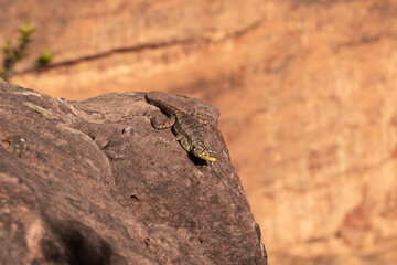 Wildlife: Front view of a Lizard close to Chapada dos Guimaraes in Mato Grosso, Brazil