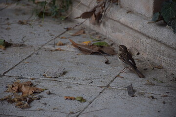 Oiseaux dans un parc en Espagne