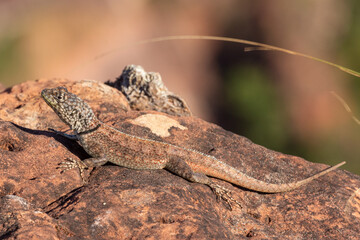 Tropidurus sp. (Lizard) bathing in the sun on a rock close to Chapada dos Guimaraes in Mato Grosso, Brazil