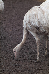 Naklejka na ściany i meble Photo of white ostrich taken at the zoo