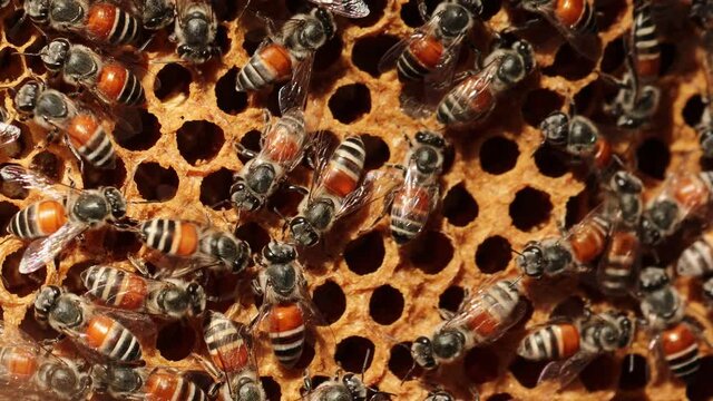macro view of the  bees working  on a beehive. concept for honey bees, bee hive, bees wax,bee habitats, honeycomb, macro honeybee,Increasing honey production from flies or bee.Incentive for beekeeping
