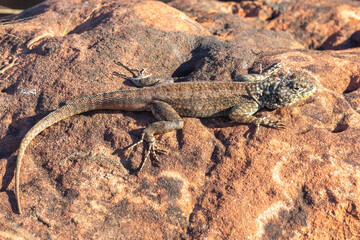 Brazilian Wildlife: A lizard (Tropidurus sp.) seen in natural habitat in the Chapada dos Guimaraes Nationalpark in Minas Gerais, Brazil