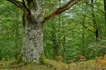 tree in the green forest