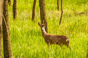 View on a roe deer in the forest