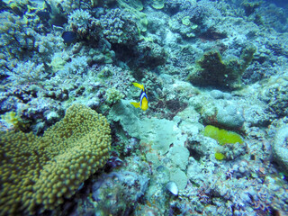 coral reef and diver