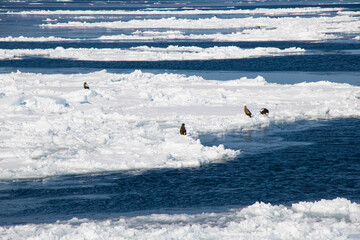 Sea of Okhotsk With drift ice in Abashiri, Hokkaido, Japan © ti1993