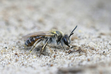 Closeup of a female of one of the smaller mining bees , the red bellied miner or Andrena ventralis