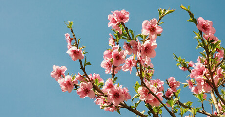 Branches of almond tree with pink flowers against  sky. Free space for text, color toning