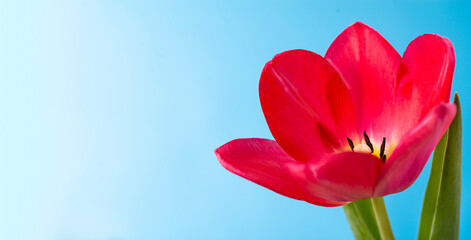 Close-up of a red tulip on a blue background with a place for text. Cute red tulips, spring red flowers