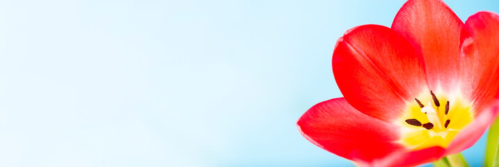 Close-up of a red tulip on a blue background with a place for text. Cute red tulips, spring red flowers