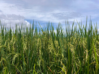 Rice or paddy field in Java, Indonesia.