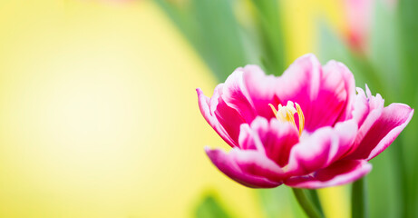 Close-up of a pink tulip with white edging on a yellow background with place for text. Cute tulips, spring flowers